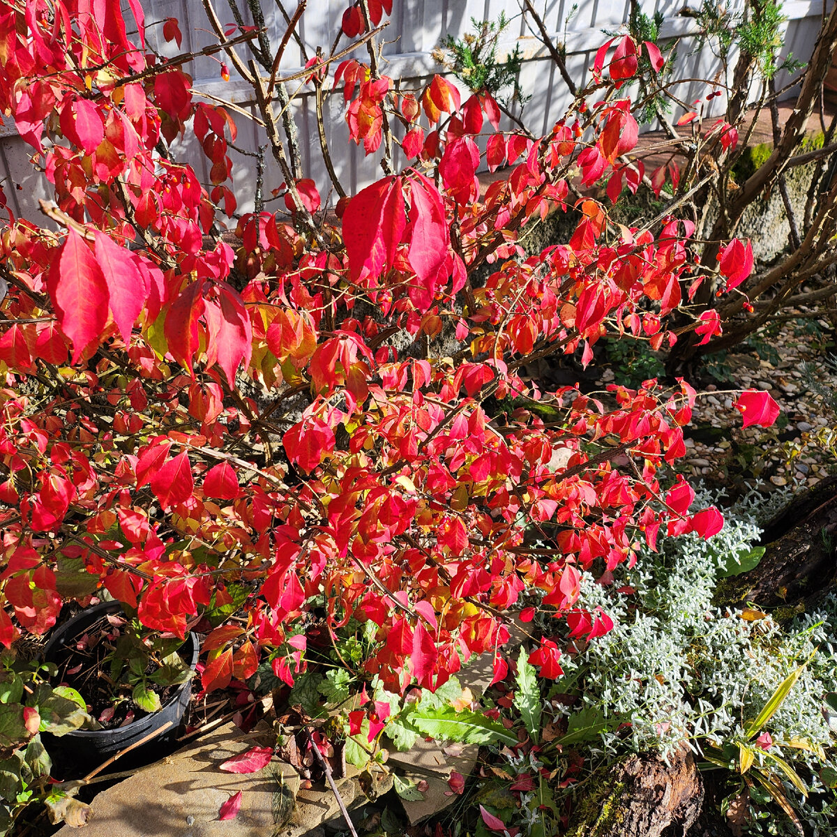 Бересклет крылатый.