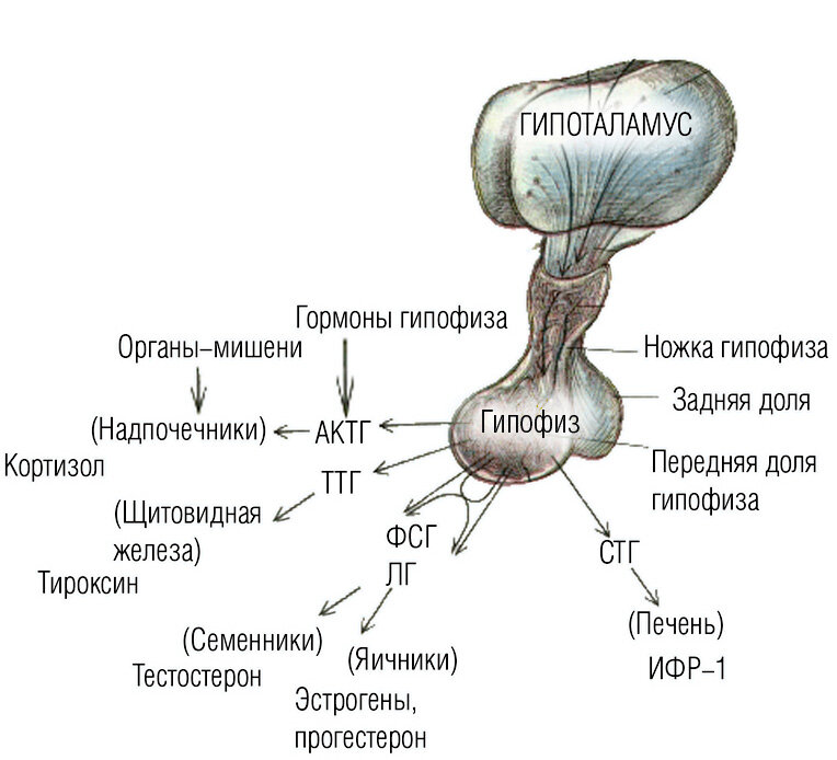 Какой гормон вырабатывает железа обозначенная на рисунке а