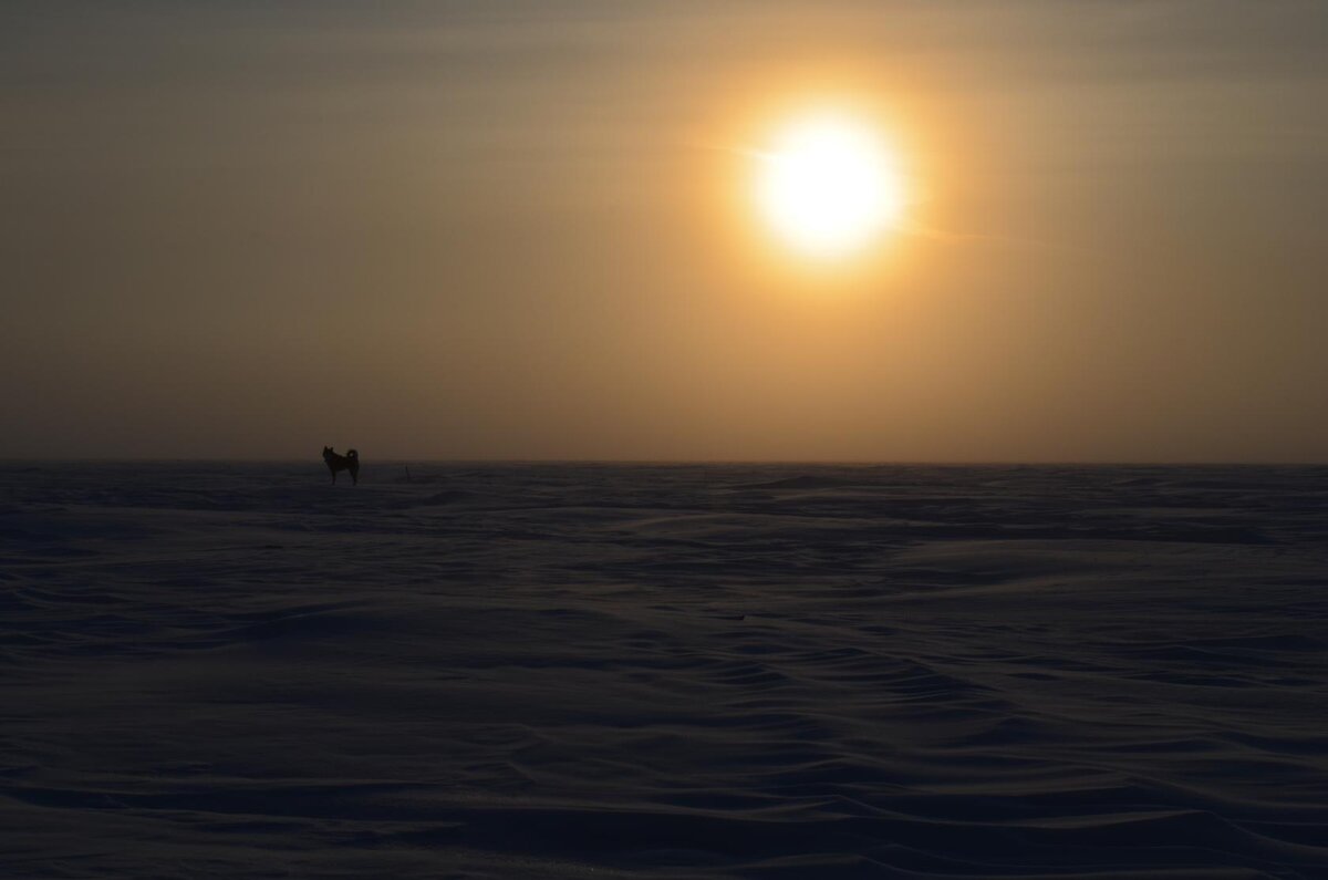 Фотография 2-1. Марков Ю.Н.: На Ангаре в - 42 градуса по Цельсию и кобелёк Оскар.