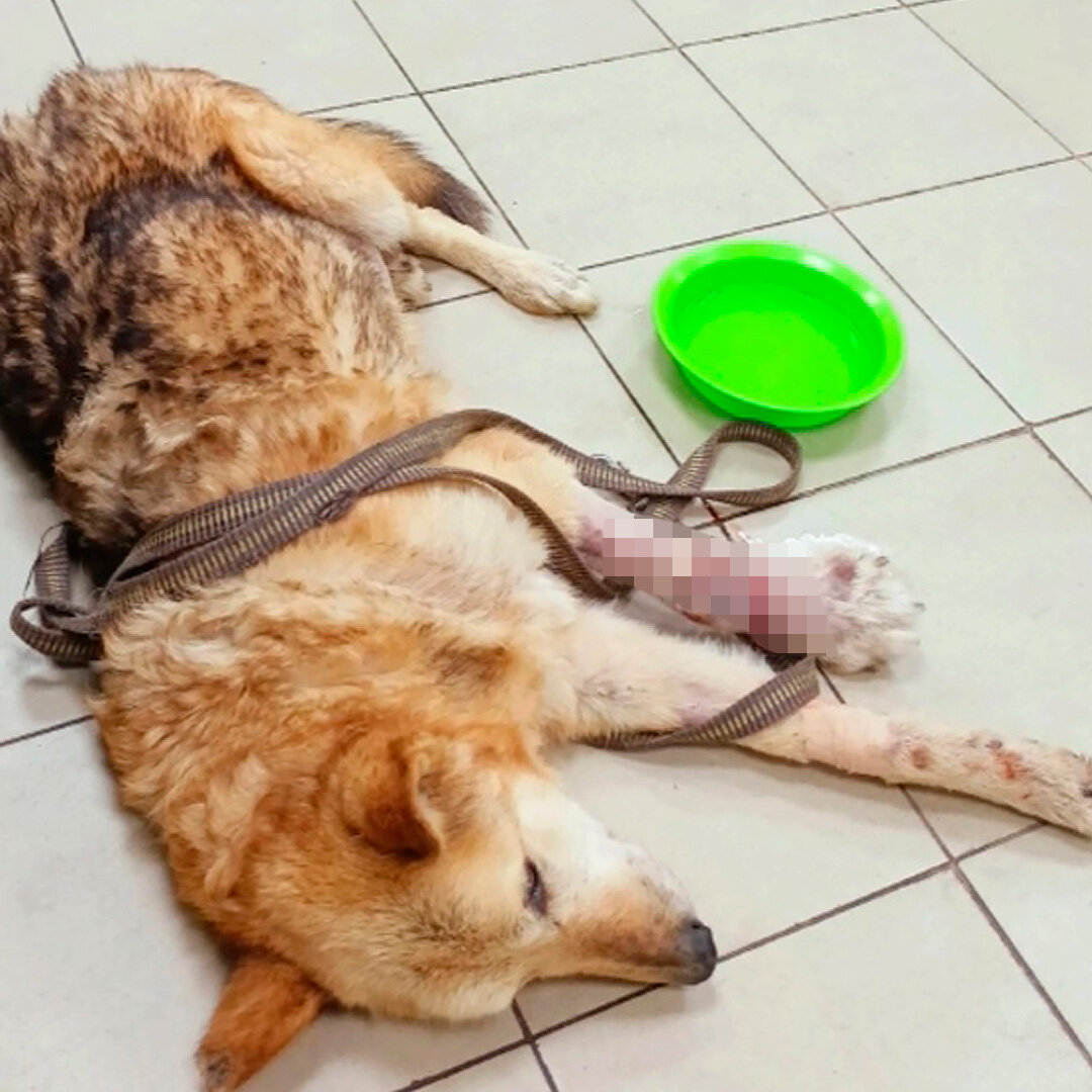 Ярик в клинике. Лапу уже обработали и пес ждет, когда дадут назначения и выставят счет