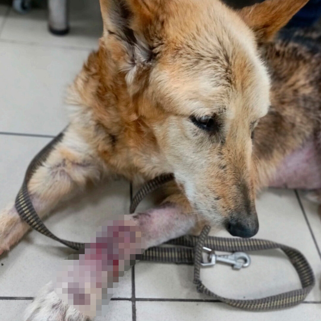 Ярик - уже после ветеринарных манипуляций