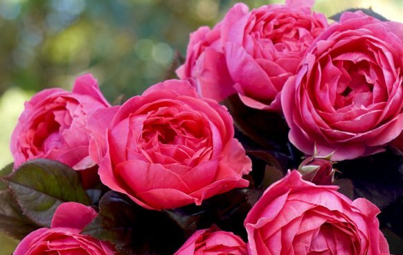 Фото Treloar Roses