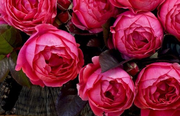 Фото Treloar Roses