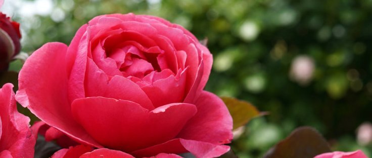 Фото Treloar Roses