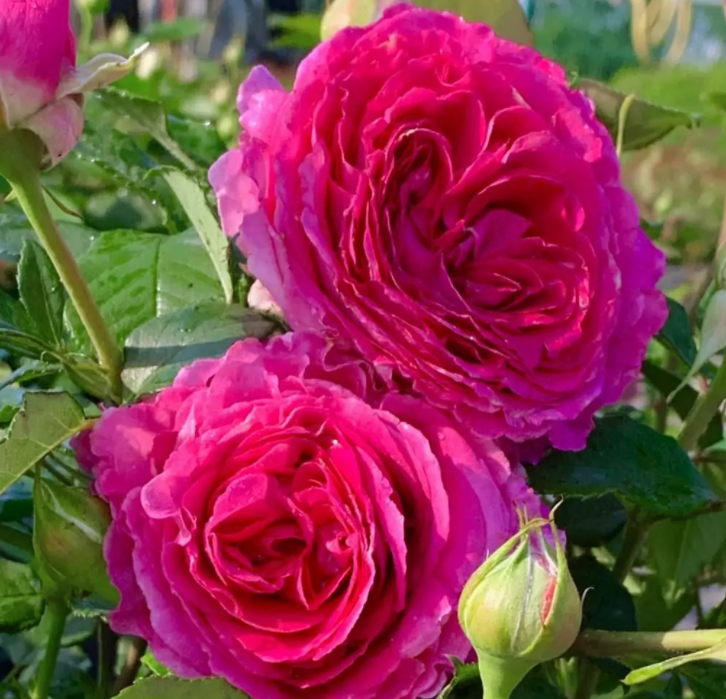 Фото W. Kordes' Söhne Rosenschulen GmbH & Co KG