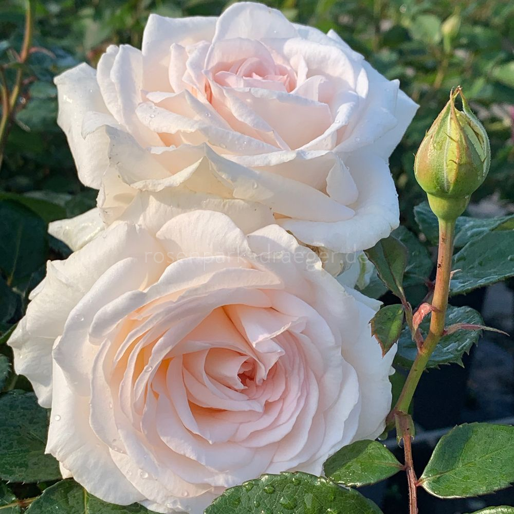 Фото RosenPark Dräger GmbH & Co. KG