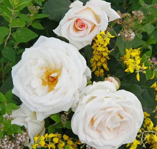 Фото W. Kordes' Söhne Rosenschulen GmbH & Co KG