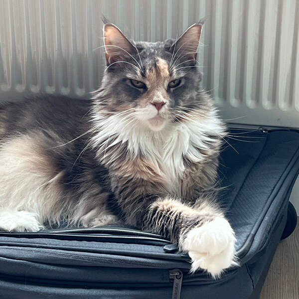 Вези меня в Стамбул, двуногий.