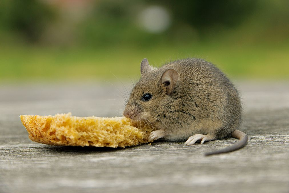 Мышка с коркой. Мышь с коркой хлеба. Мышки за корку. Что едят мыши.