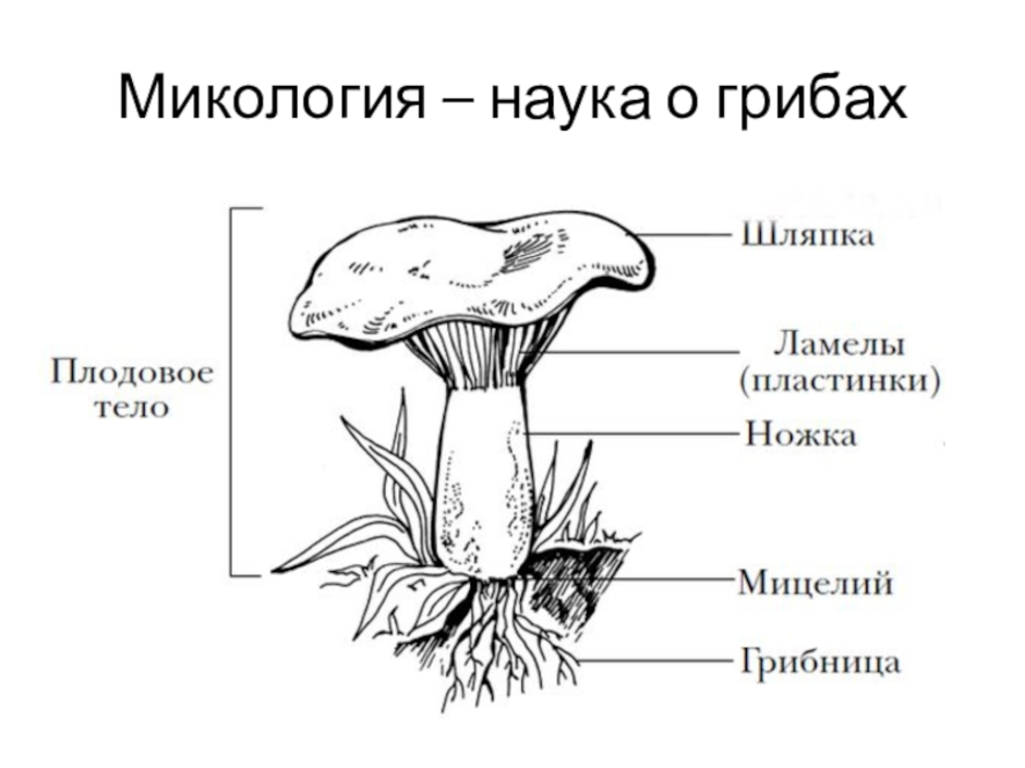 Стр гриб. Гриб строение шляпочного гриба. Схема шляпочного гриба. Строение шляпочного гриба рисунок. Строение шляпочного гриппа.