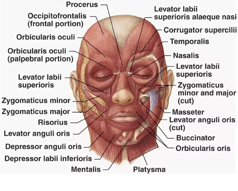 Картинка мышц лица человека