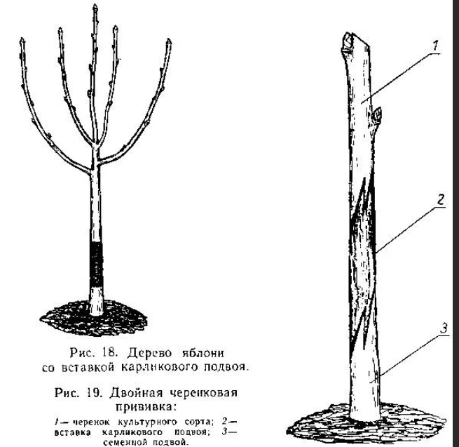 Привой и подвой. Прививка привой подвой. Саженец яблони на подвое. Прививка саженца яблони.