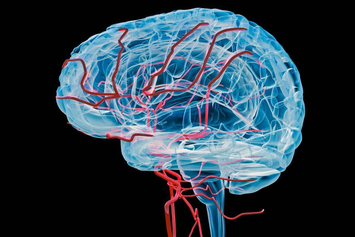 Названия сосудов головного мозга. Кровеносная система головного мозга человека. Ангиоэнцефалопатия головного мозга что это такое. Головной мозг с сосудами (артерии и вены). Аневризма сосудов головного мозга.