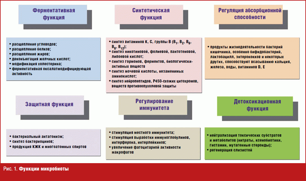 Функции кишечной микрофлоры