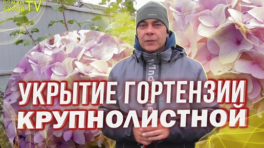 СМОТРИТЕ, КАК ПРОСТО И БЫСТРО МОЖНО УКРЫТЬ В ЗИМУ ГОРТЕНЗИЮ КРУПНОЛИСТНУЮ, ПОЛЬЗУЮСЬ САМ И ВАМ ПОКАЗЫВАЮ