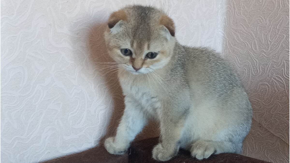 Я необычная кошечка