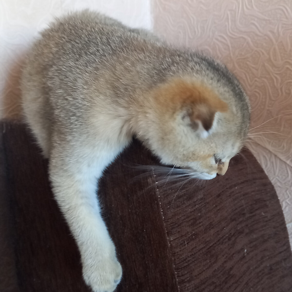 Мой редкий окрас