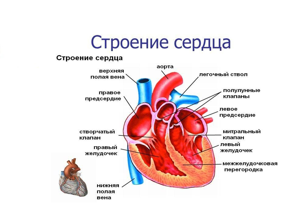 Где такое сердце дай. Схема сердца человека биология 8 класс. Схема структуры строения сердца. Внутреннее строение сердца. Схема внутреннего строения сердца.