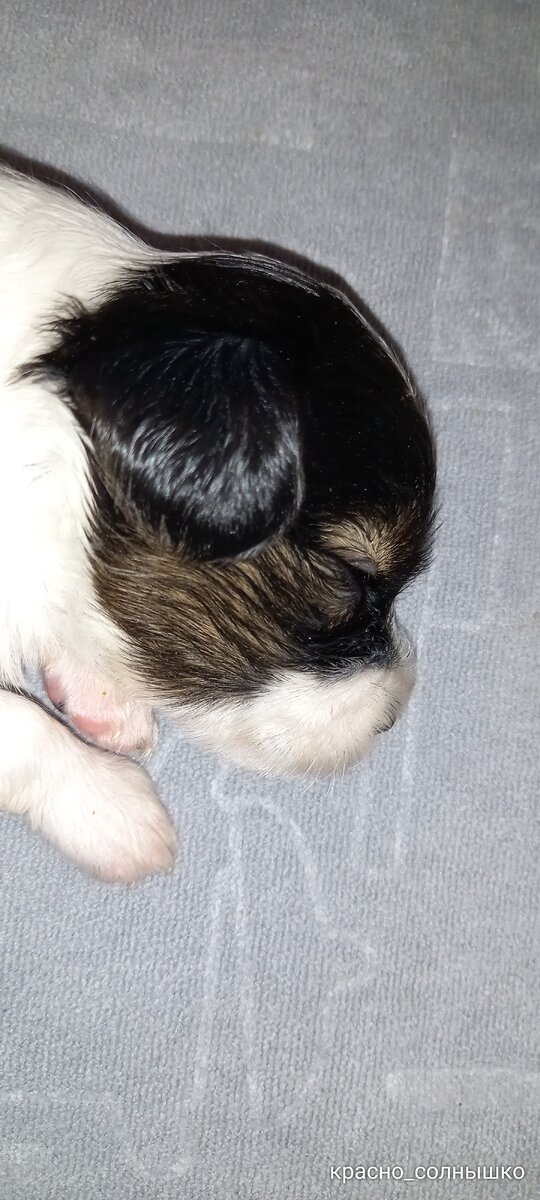 Щенок папийона, 20 дней