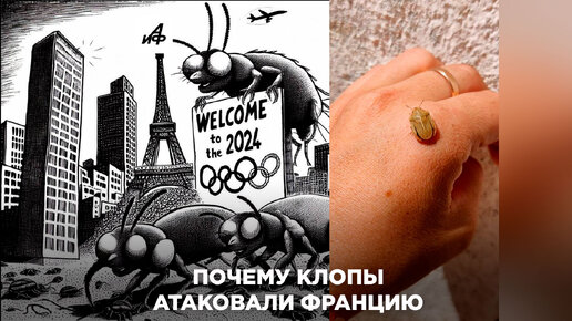 Почему клопы атаковали Францию и зачем обвинять Россию? | Аргументы и ...
