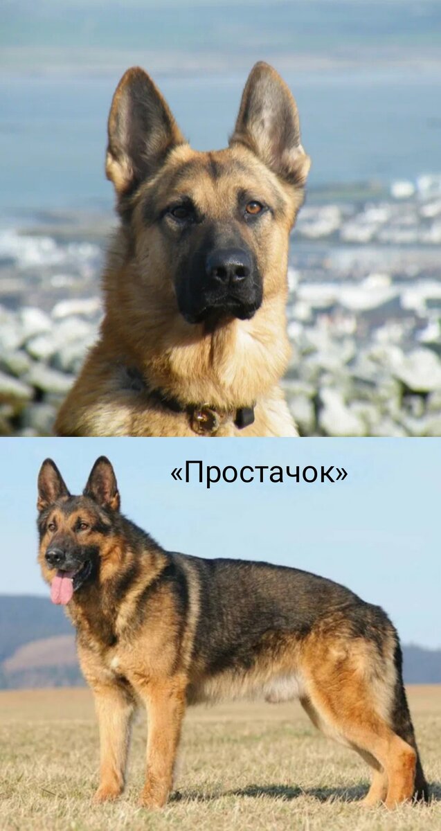 Немецкая овчарка / Deutscher Schaferhund (German Shepherd Dog)