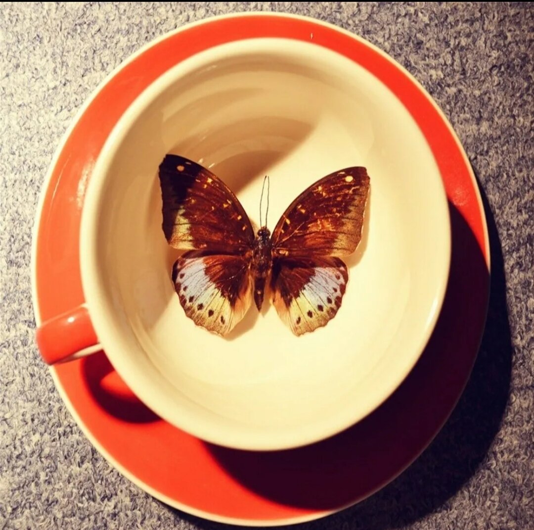 Кофейные бабочки