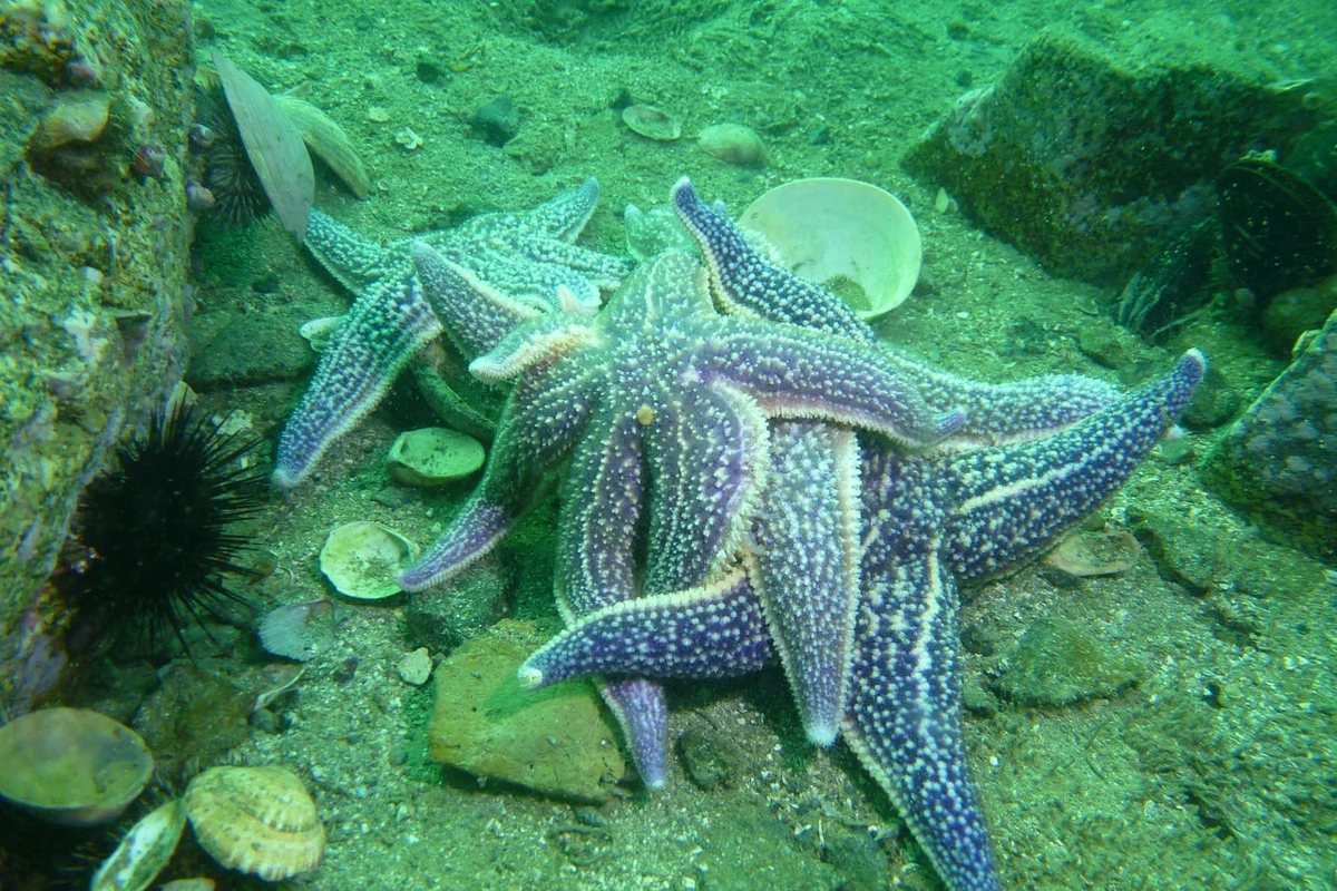 Laguna морская звезда