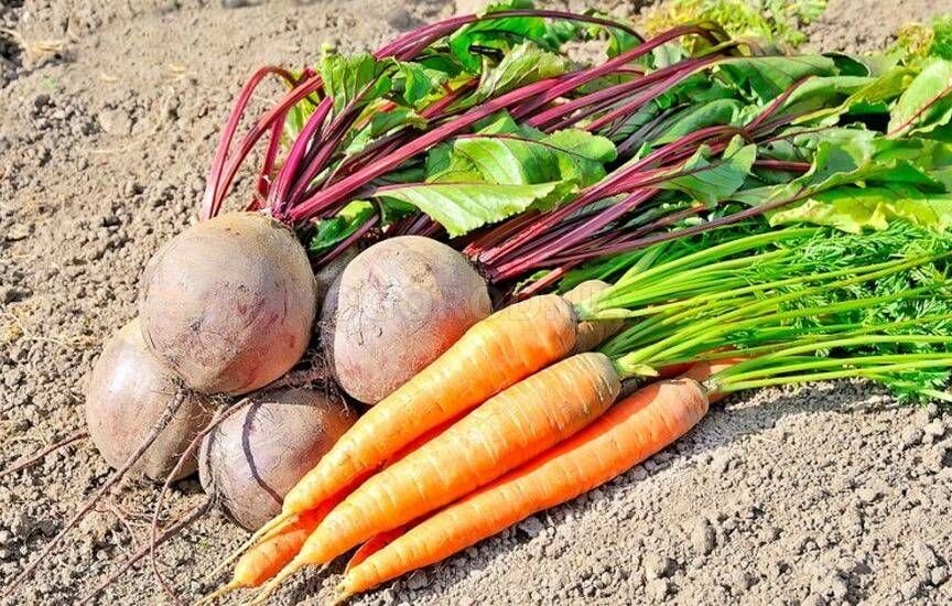 Свёкла, морковь