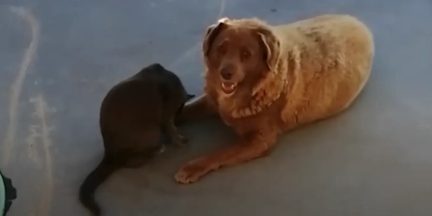    Пёс-долгожитель. Скриншот Youtube / канал Guinness World Records / watch?v=SIwcB56x2ek.