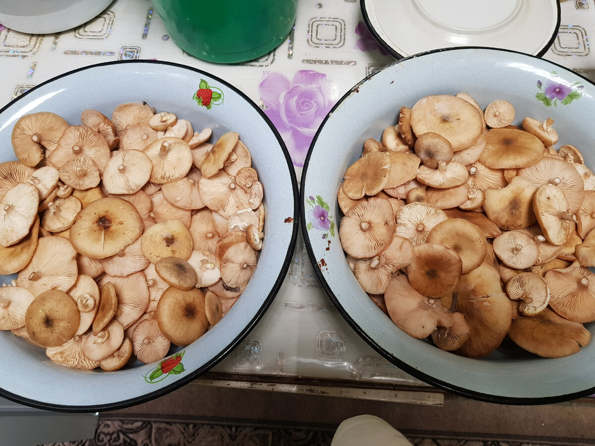 Опята уже немного переросли, но всё еще крепкие и чистые