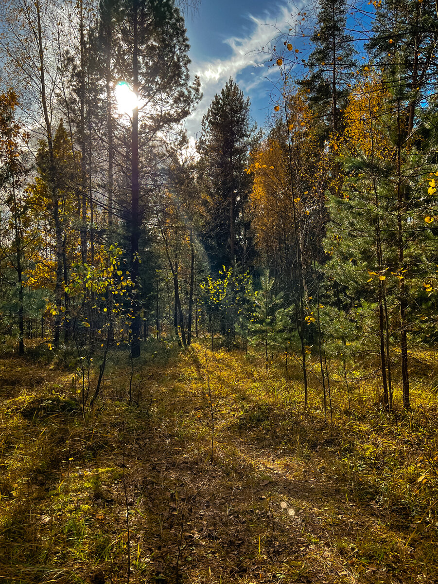 Сказочный осенний лес