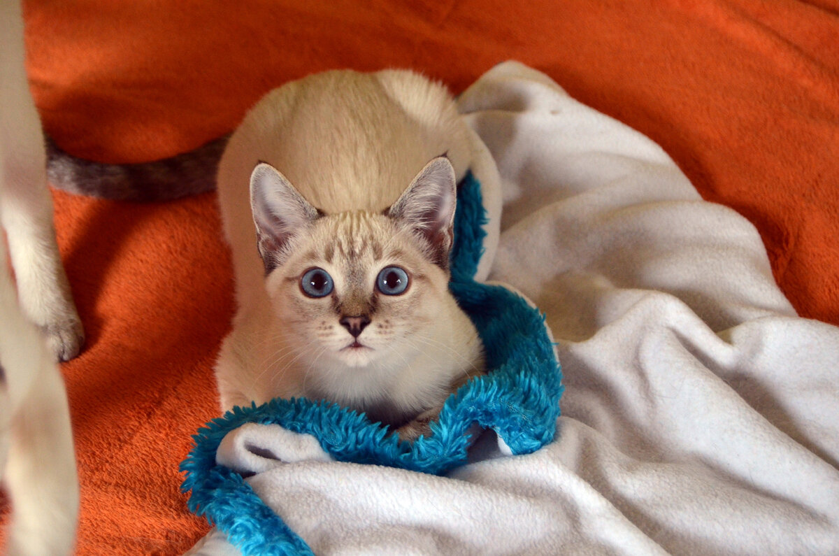 Где же я буду жить? Вот в чем вопрос...