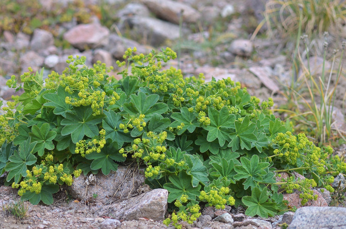 манжетка городковатая(alchemilla subcrenata). манжетка обыкновенная (alchemilla vulgaris). манжетка городковатая. растение манжетка обыкновенная. манжетка луговая.