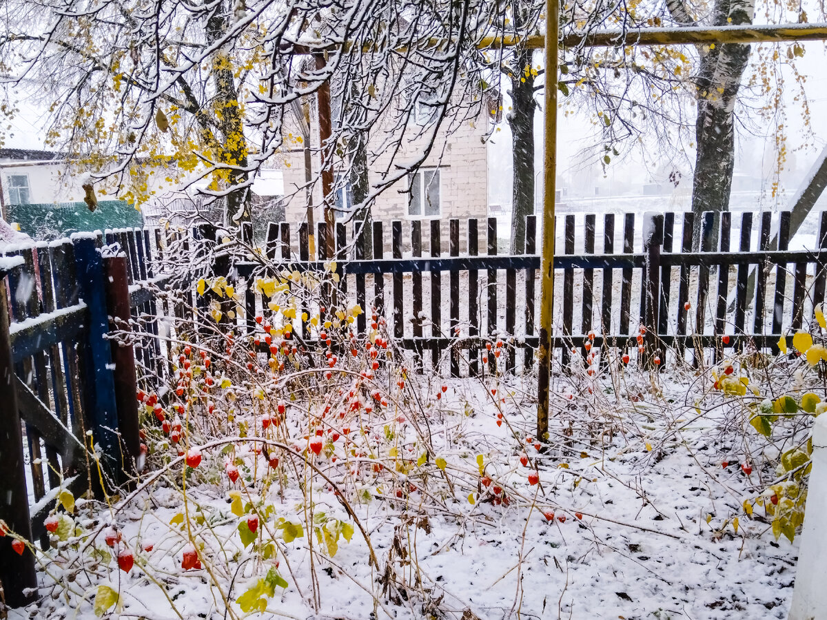 17.10.23 вторник, снег и ветер, фото автора