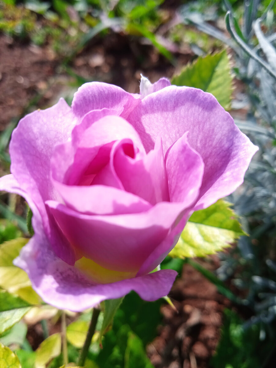 Флорибунда Блю Фо Ю готовится к раскрытию