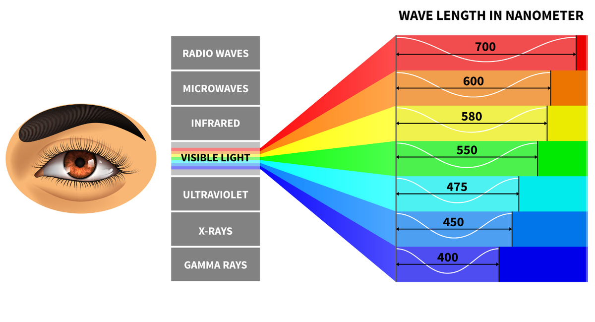 Цветное ли зрение у. Спектр восприятия человеческого глаза. Длина волны цвета. Как глаз воспринимает цвет. Видимый спектр человеческого глаза.