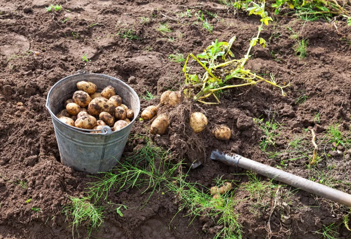 Вырастет ли картошка. Копка картофеля. Копать картошку. Картошка в огороде. Выкапывание картофеля.