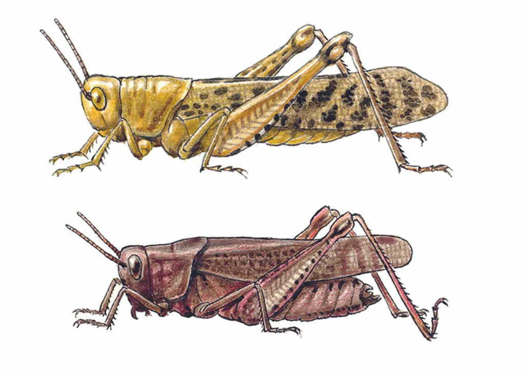 Прямокрылые Саранча. Азиатская Перелетная Саранча. Перелётная Саранча личинка. Среднерусская Перелетная Саранча.