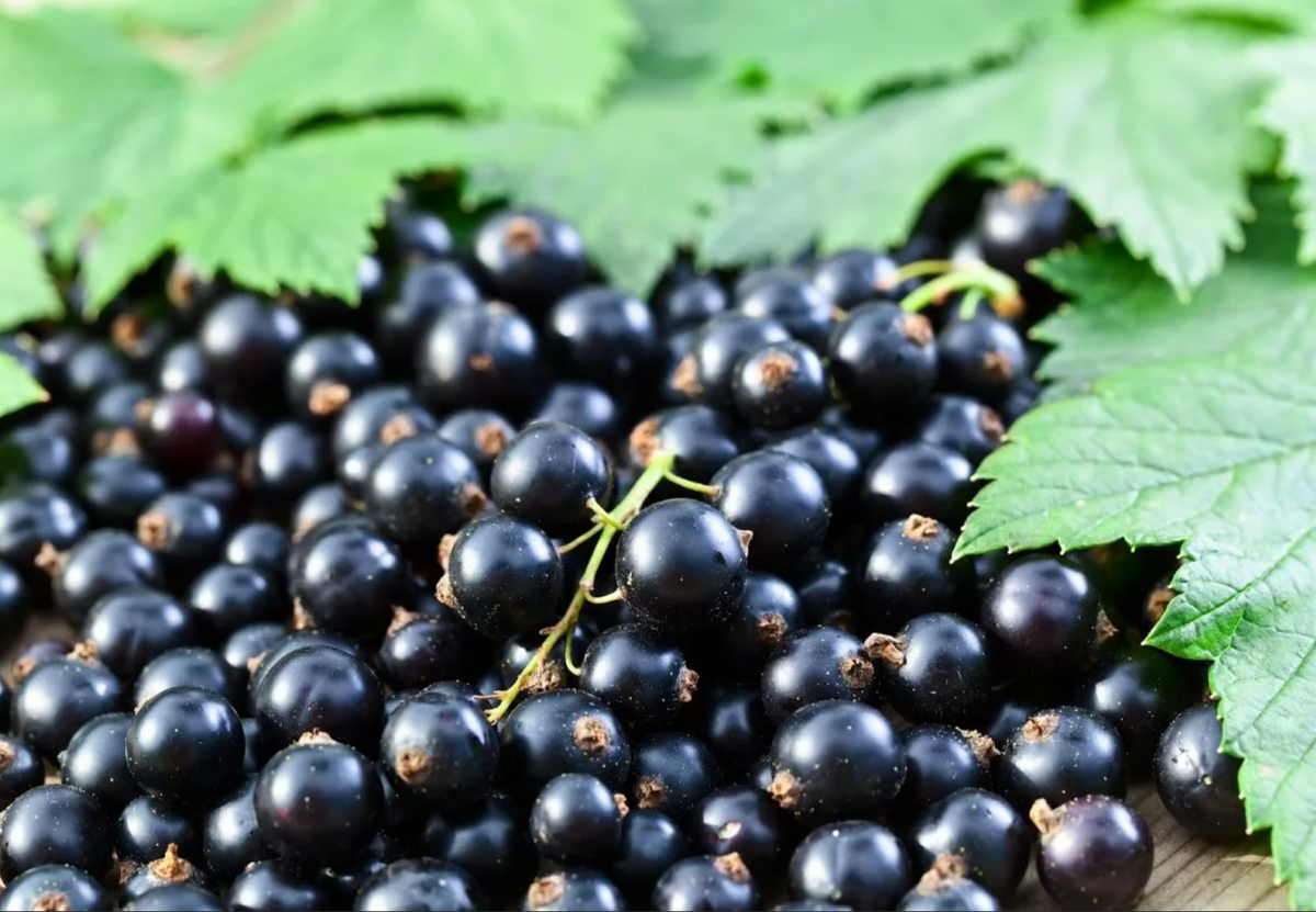 Смородина черная садко. Черная смородина сорт «лучия». Смородина черная «черный аист». Смородина черная чишма. Смородина черная литвиновскясмородина черная добрыня.