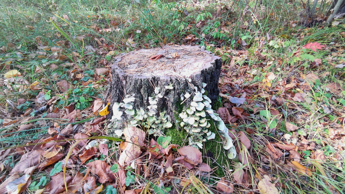 Российские зарисовки))