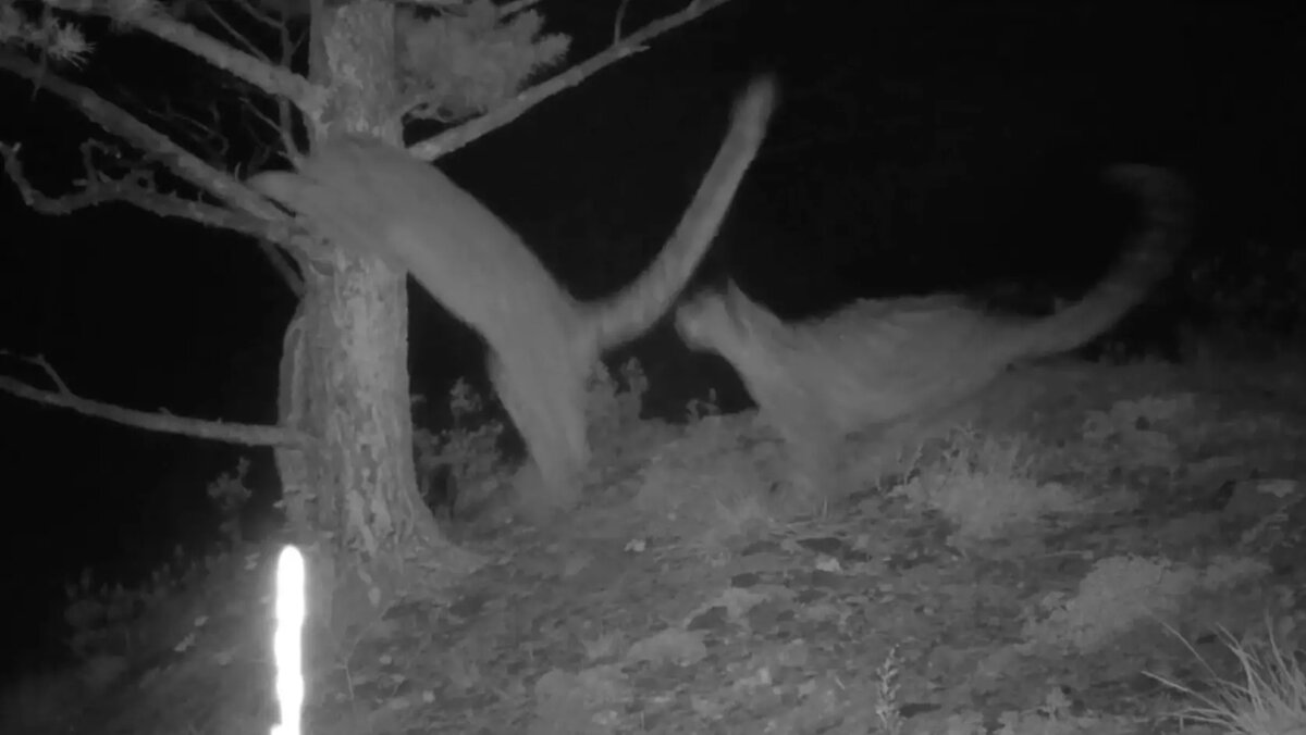     В Саяно-Шушенском заповеднике в ходе экспедиции получили новые видео снежного барса. В этот раз заповедные ирбисы порадовали новыми проказами.