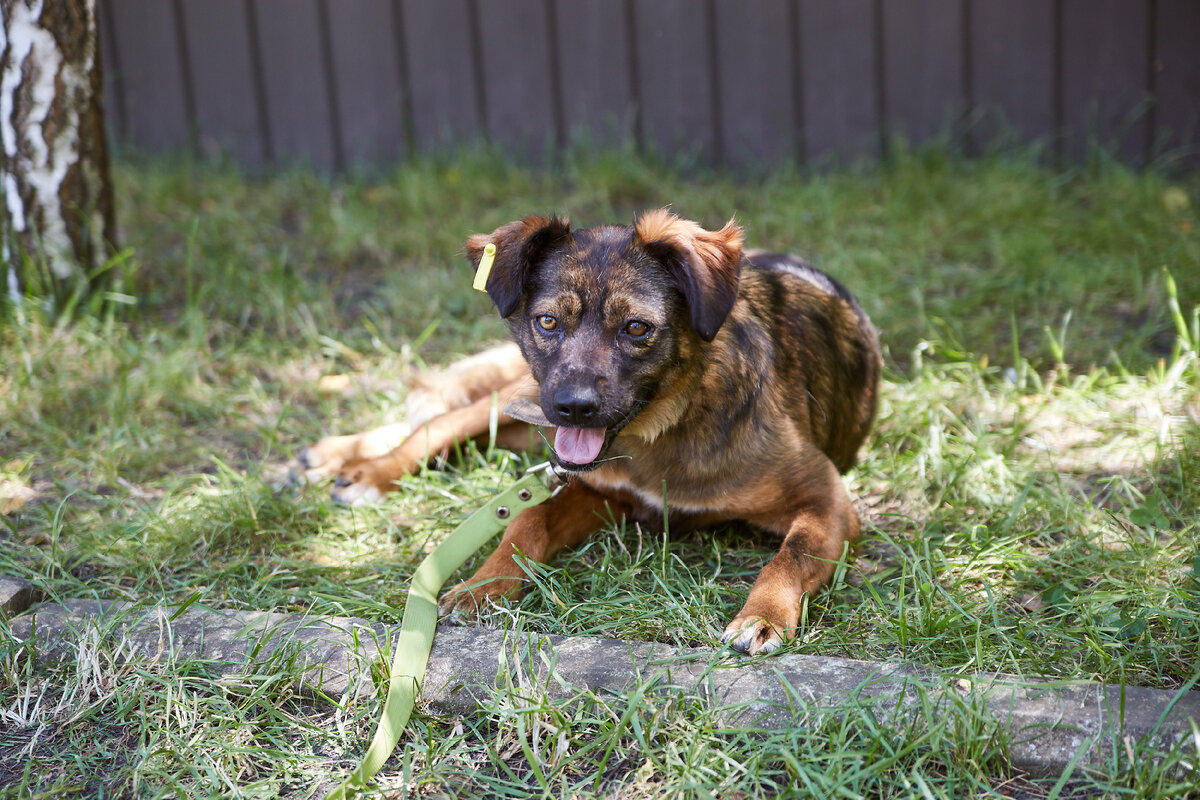 Животные в приюте испытывают спектр положительных эмоций, когда вы приходите их проведать :)