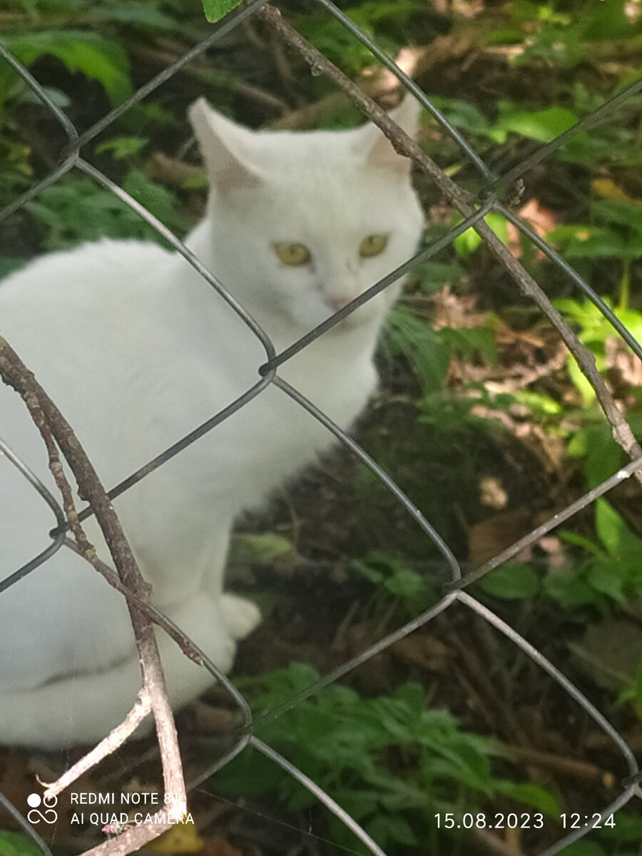 Фото автора, а вот кот - нет. Чужой какой-то пришлый кот. Он вообще за забором сидел и на нашу кошку глядел.