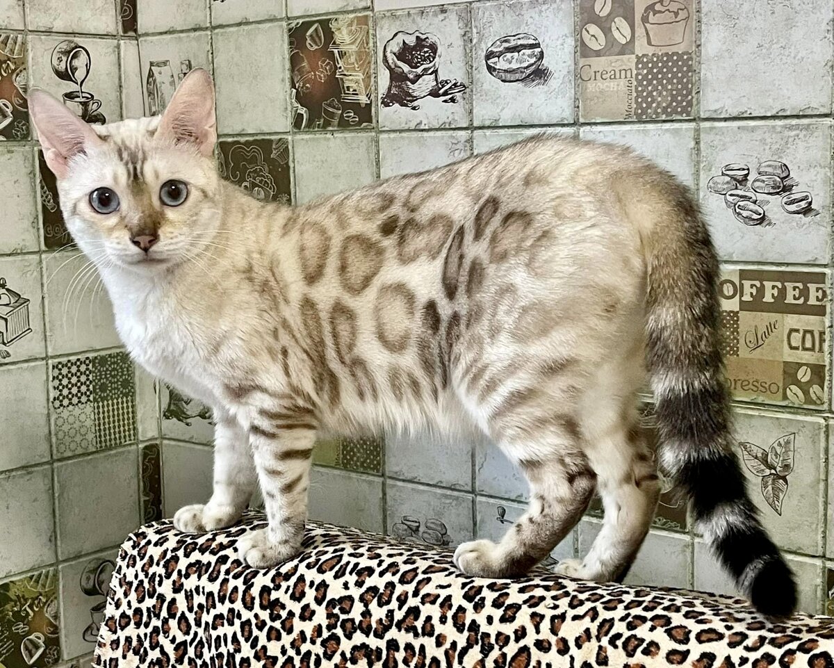 Бенгальская кошка снежного окраса питомник Russicats
