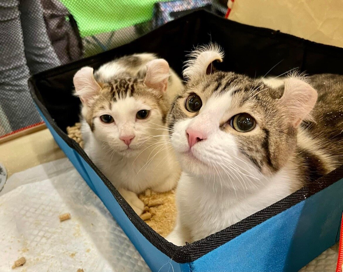 Американские керлики из питомника Руссикэтс на выставке - в лотке спокойнее!