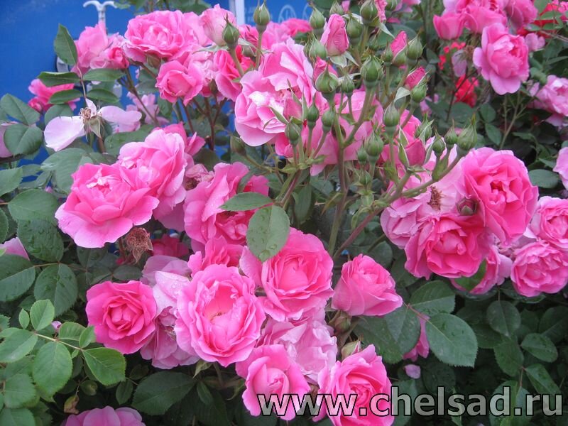 Канадская роза "Морден сентенниал" -мое фото Листайте галерею!