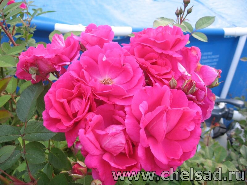 Канадская роза "Морден сентенниал" -мое фото Листайте галерею!