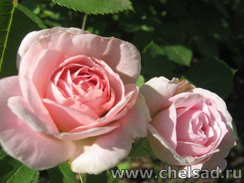 Канадская роза "Морден Блаш" - мое фото