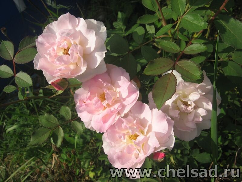 Канадская роза "Морден Блаш" - мое фото