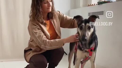 WELLDOG Клуб благополучия собак | Критерии правильно отрегулированной ...